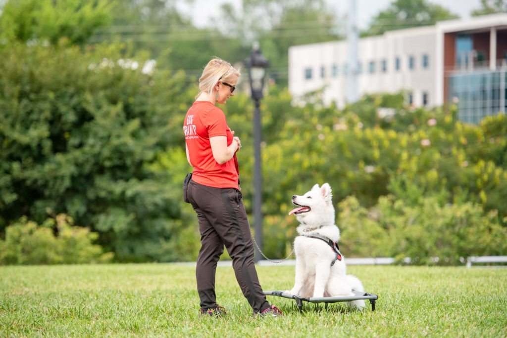 White dog participating in an adult dog training class outside in Charlotte, NC