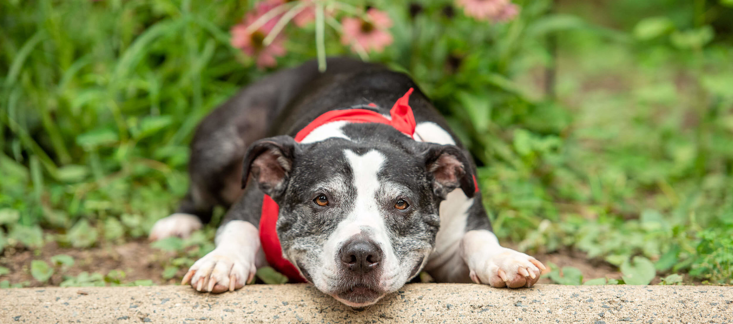 Cute black and white dog smiling wearing red Off Leash Dog Training bandana.