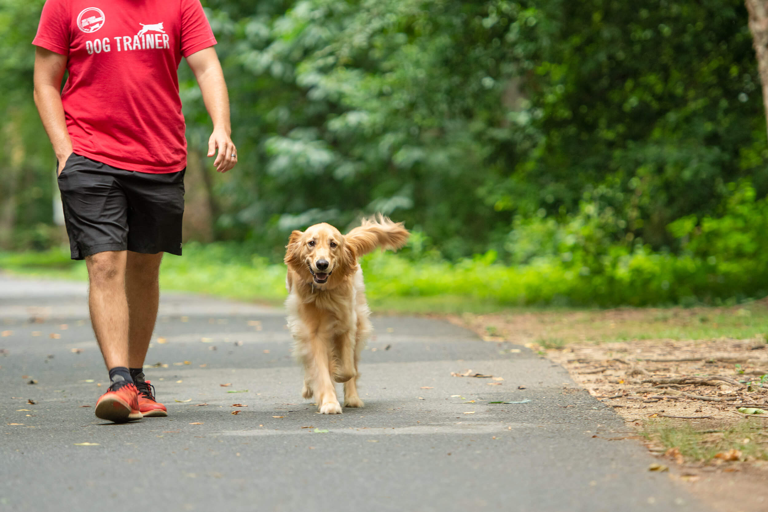 Golden retriever walking off-leash next to Charlotte dog trainer.