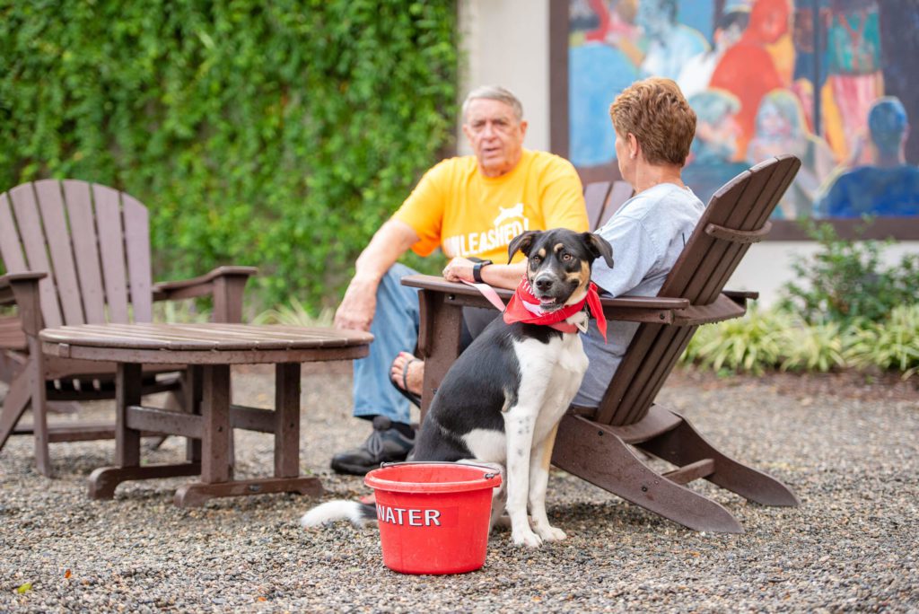 Black, White & Brown adult dog relaxing with owners at a #redbucketclub partner location in Charlotte