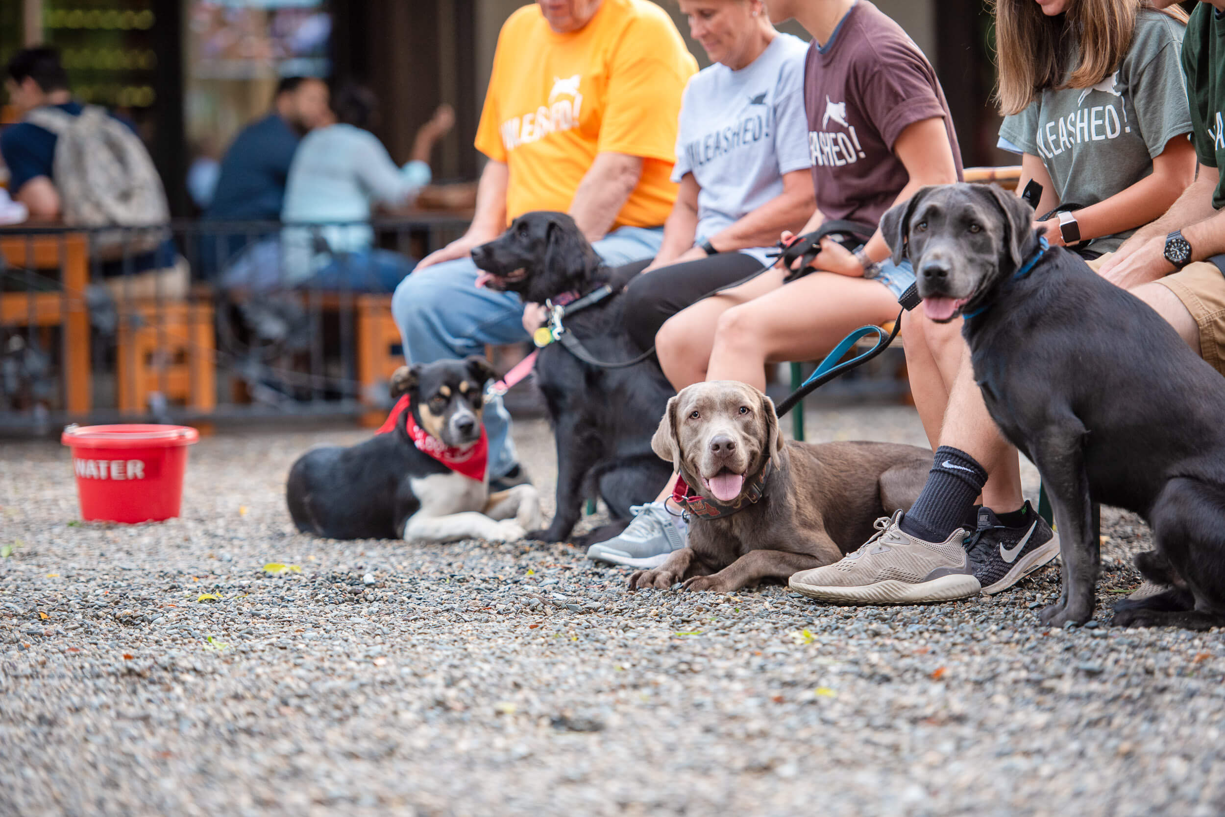4 dogs sitting outside a #redbucketclub member restaurant during group dog training.
