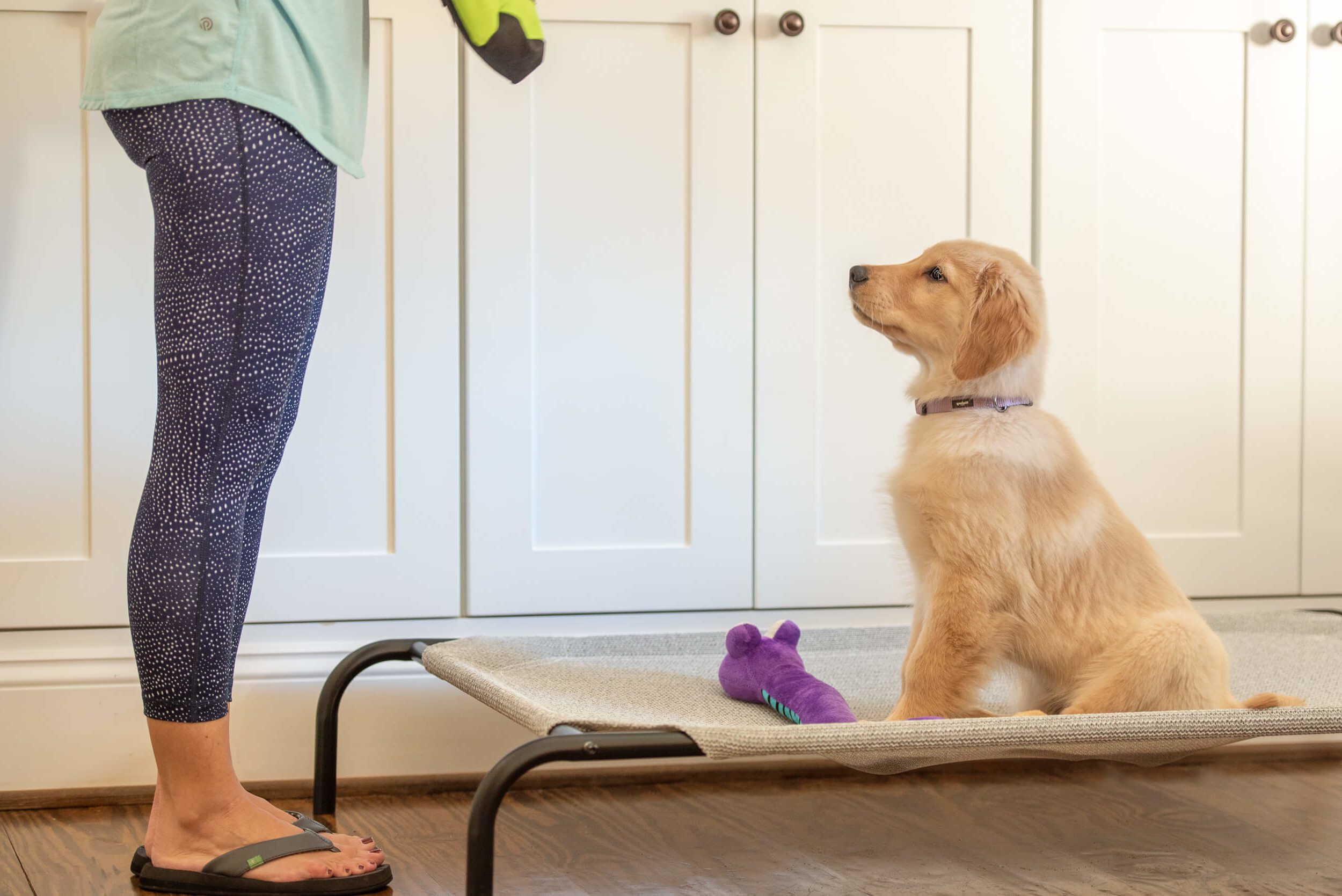 Focused Golden retriever puppy doing in-home puppy training.