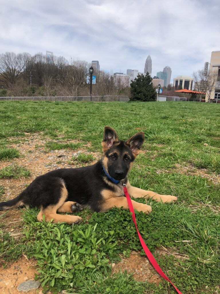 Happy and calm German Shepherd puppy resting after training