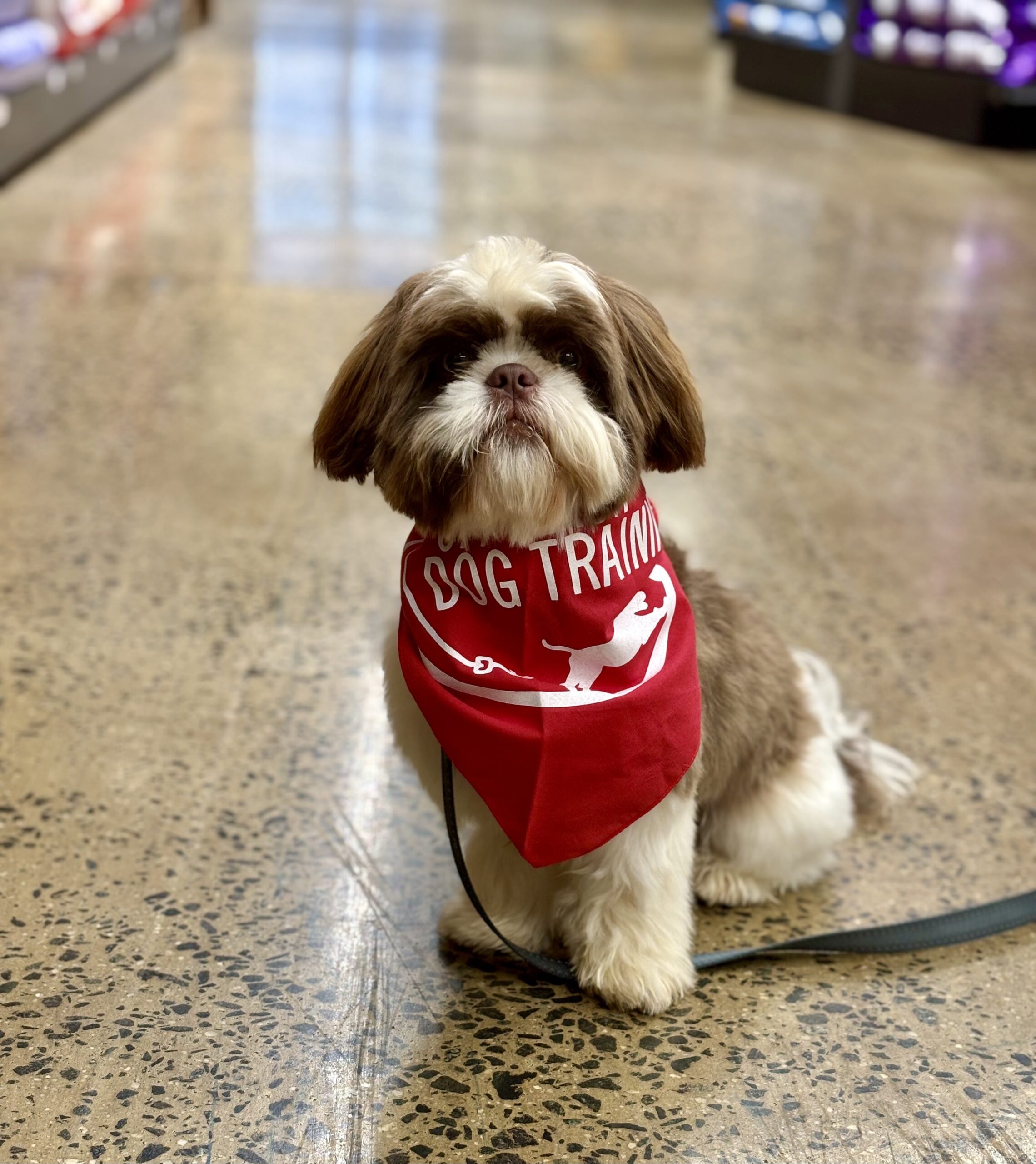 Congratulations to recent JumpStart graduate Winston, the Shih Tzu Winston on graduating to Group Lessons!