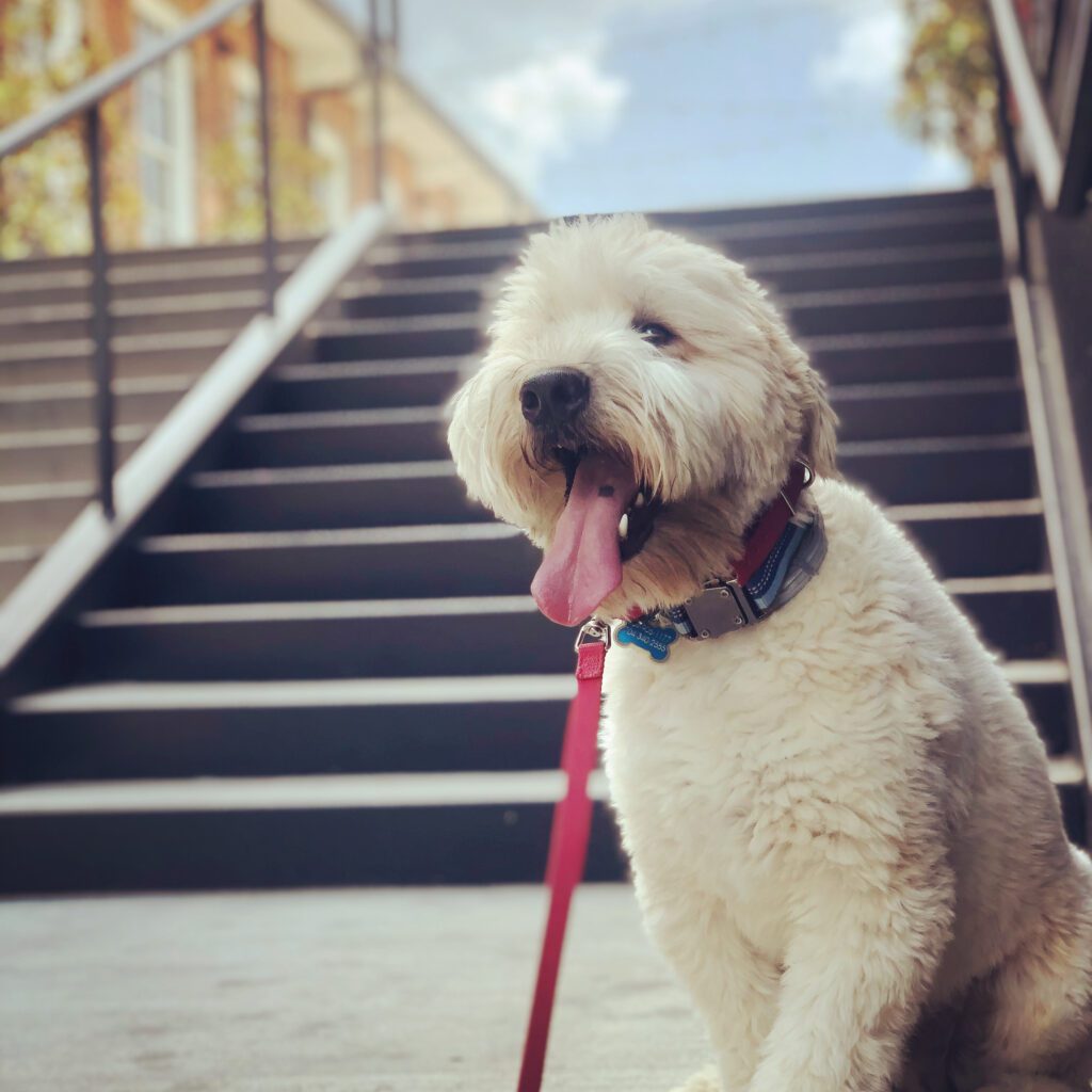 Wheaten Terrier in training with Off Leash Dog Training in Charlotte, NC