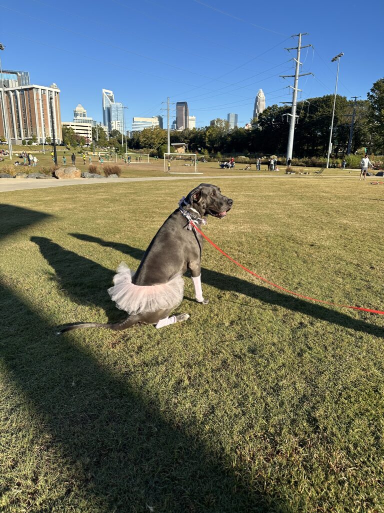 Fun at Costume Day at Off Leash Dog Training in Charlotte, NC