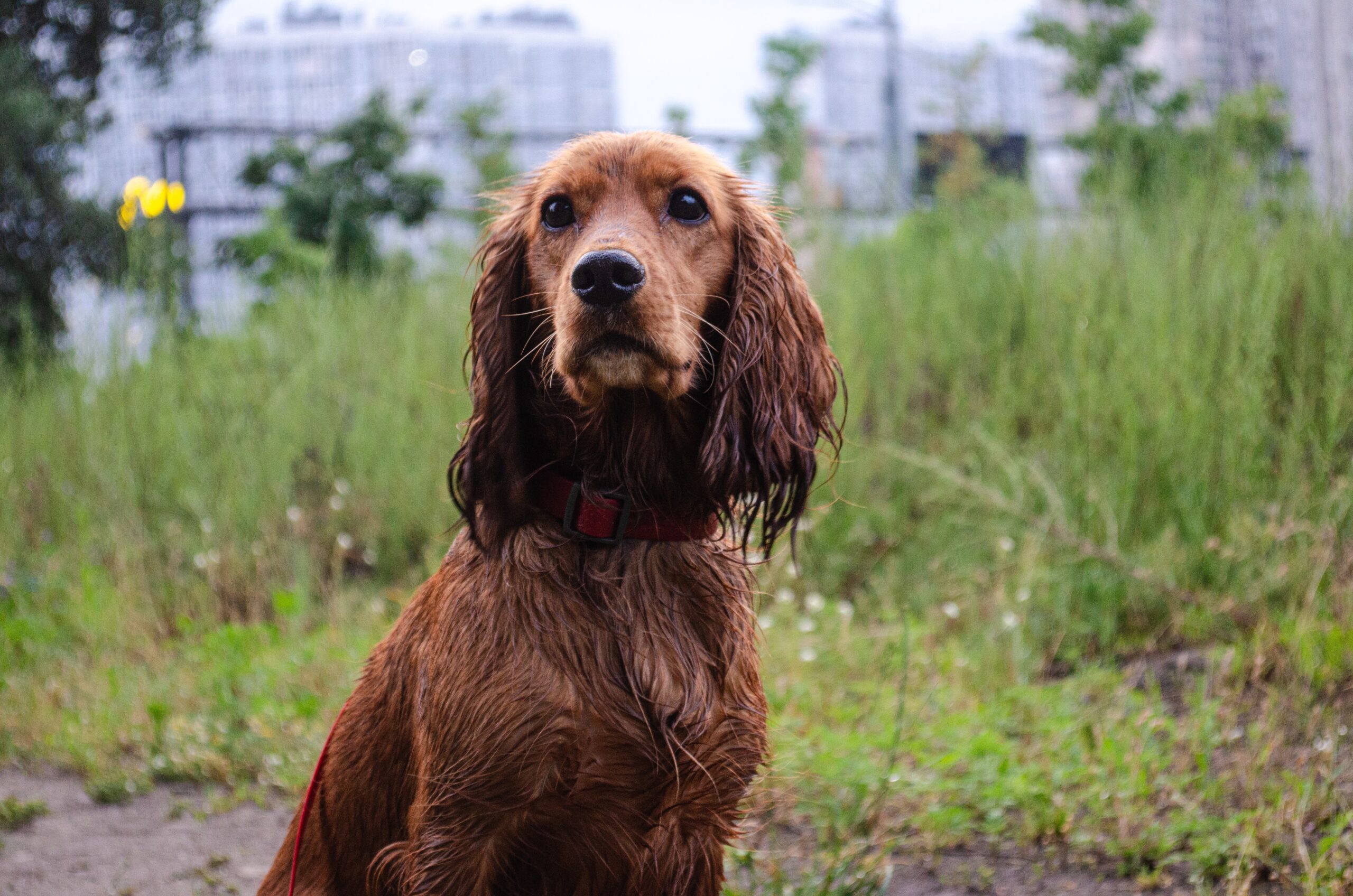 Pets affected by flooding